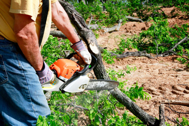 Tree Removal for Businesses in Millbourne, PA